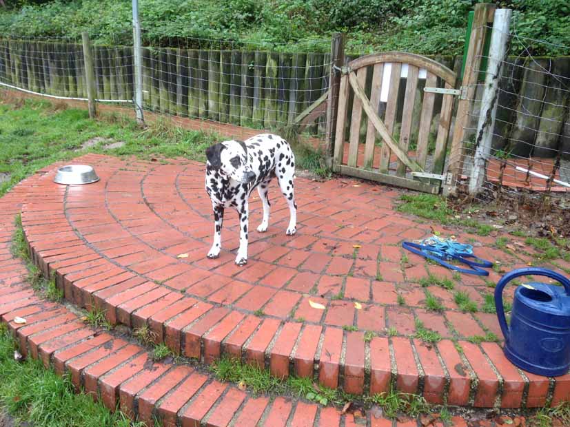 Fleckerl orientiert sich erst mal.jpg (827 x 620)